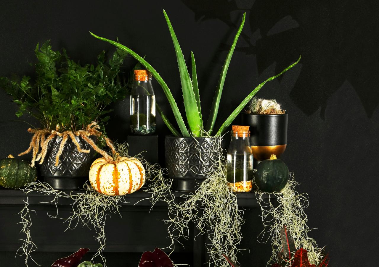 Best Hanging Halloween Houseplants For Eerie Corners