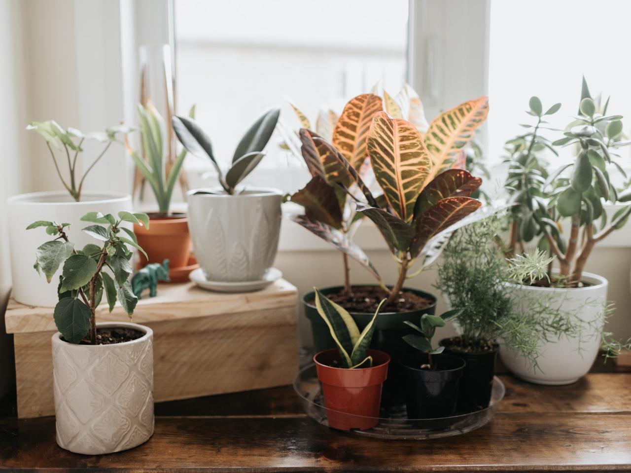 Best Indoor Plants for Beginners Who Need Low Maintenance