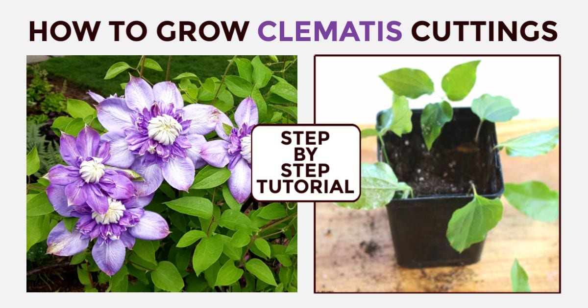 Grow More Clematis: Effective Propagation Tips