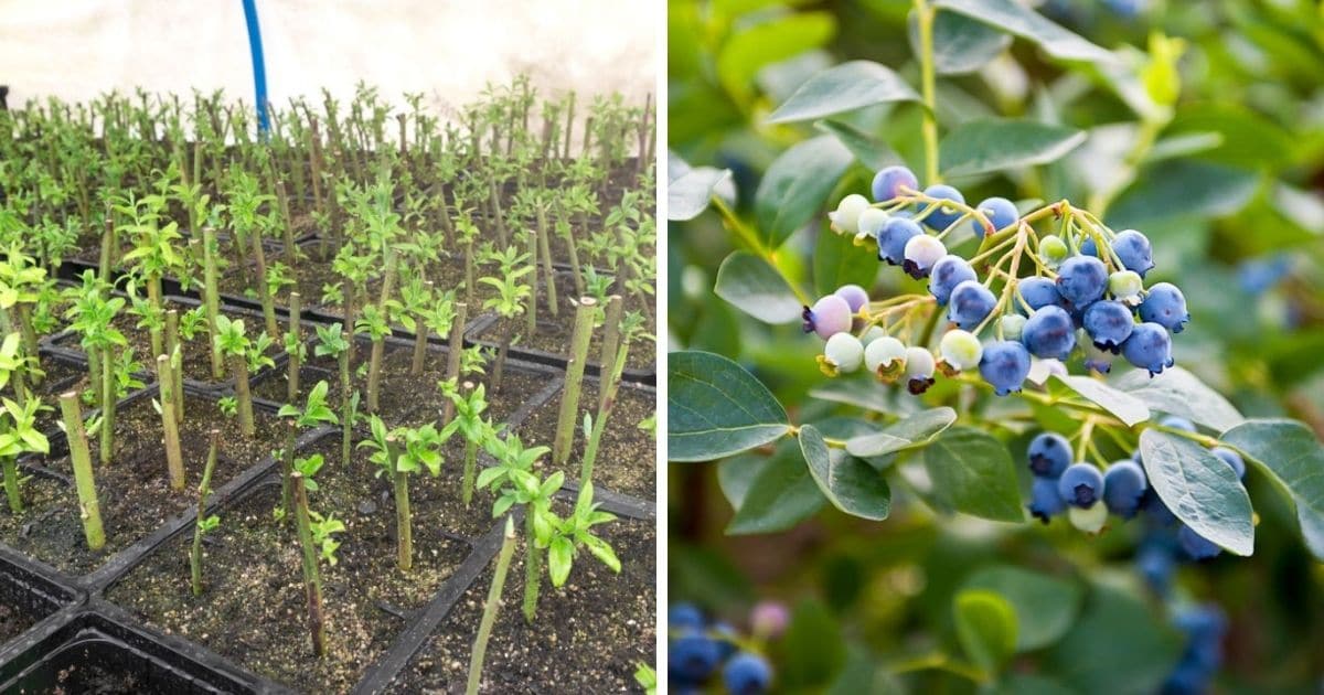 Propagate Blueberry Bushes for Thriving Plants