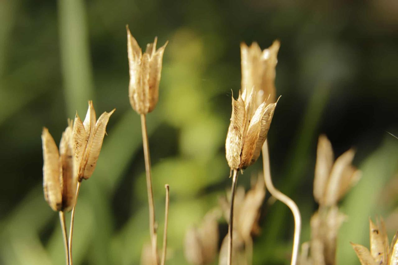 How to Maximize the Growth of Your Columbine Plants