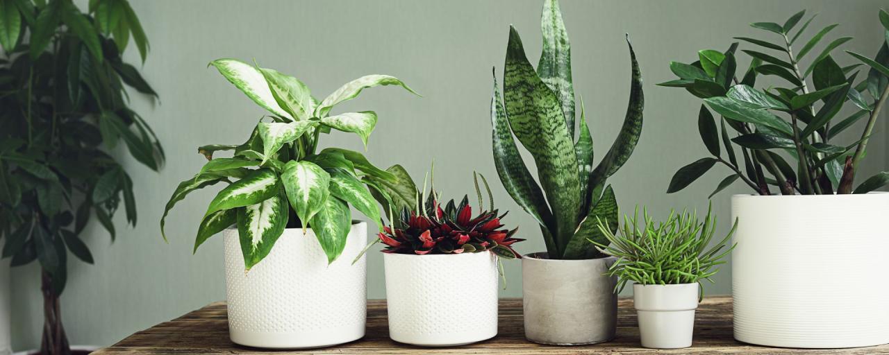 How to Use Common Houseplants to Improve Indoor Air Quality