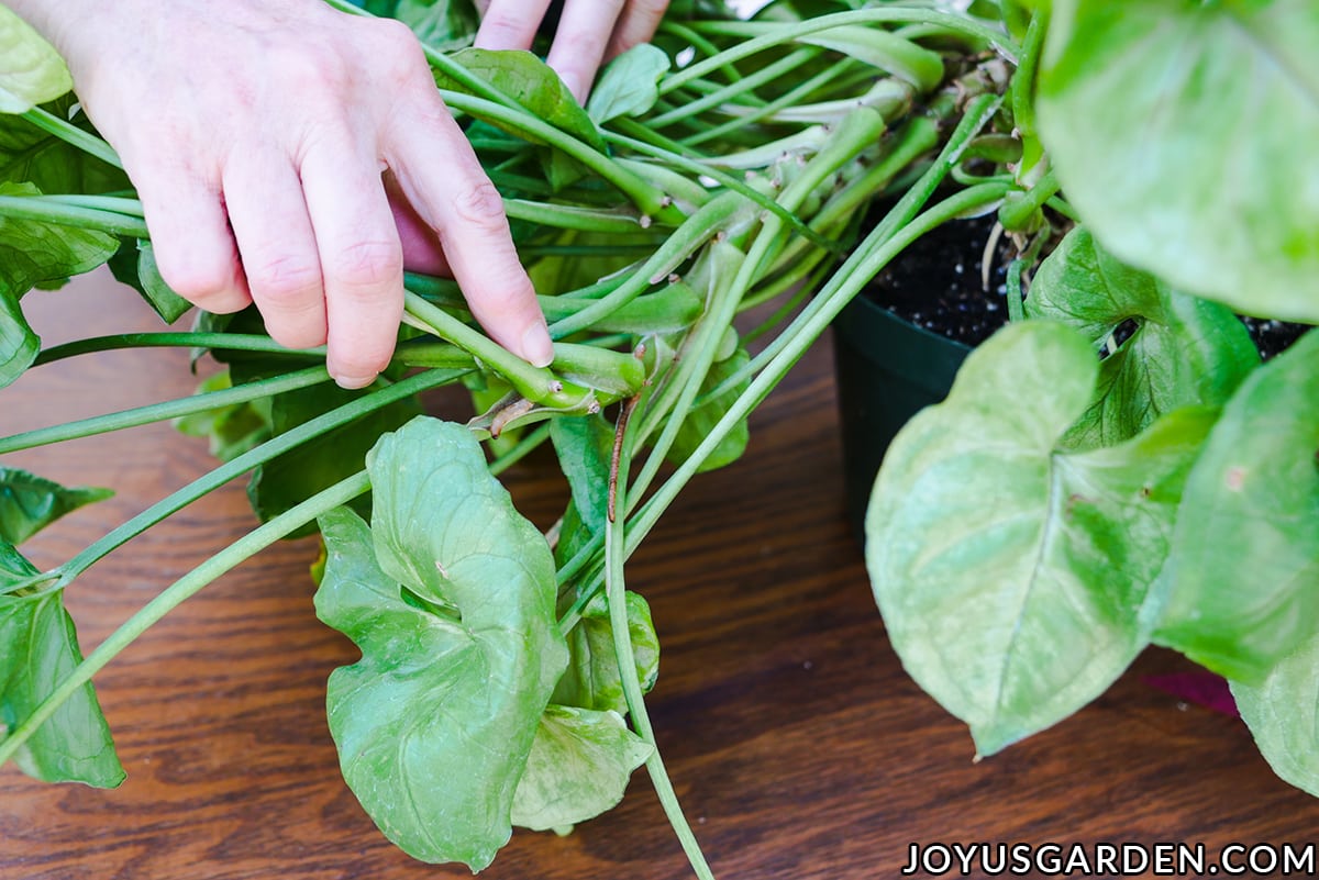 How To Propagate Syngonium Like a Gardening Expert