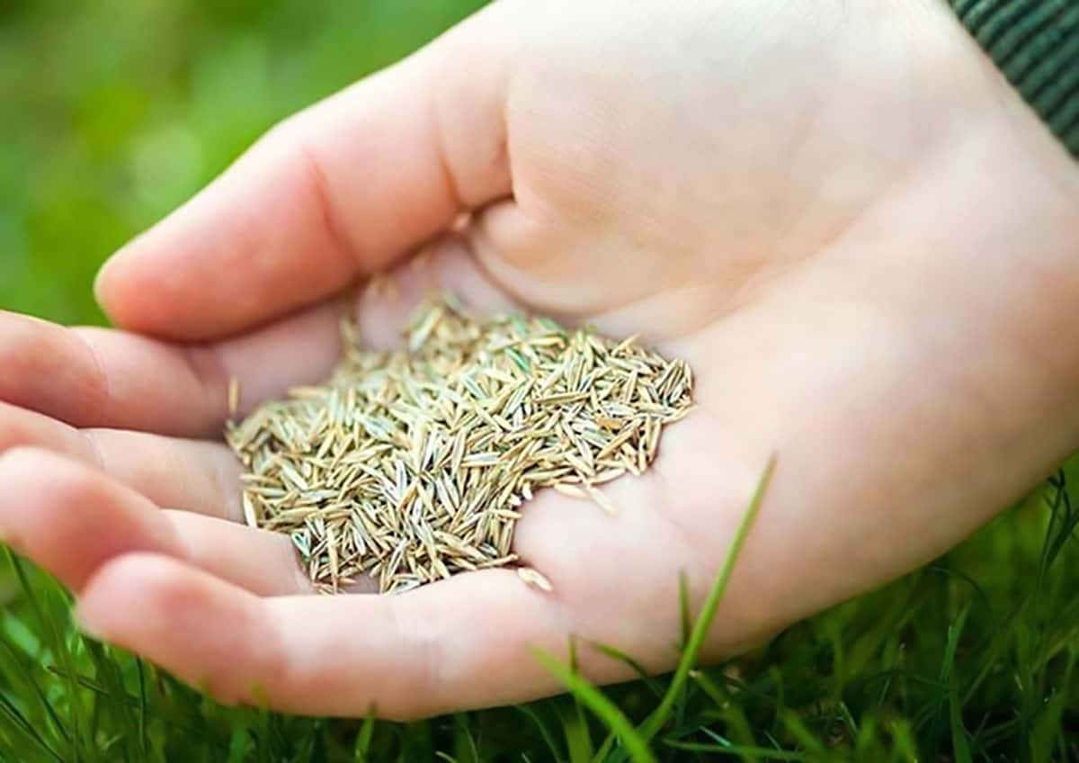 When to Sow Grass Seed in the UK: A Comprehensive Timing Guide