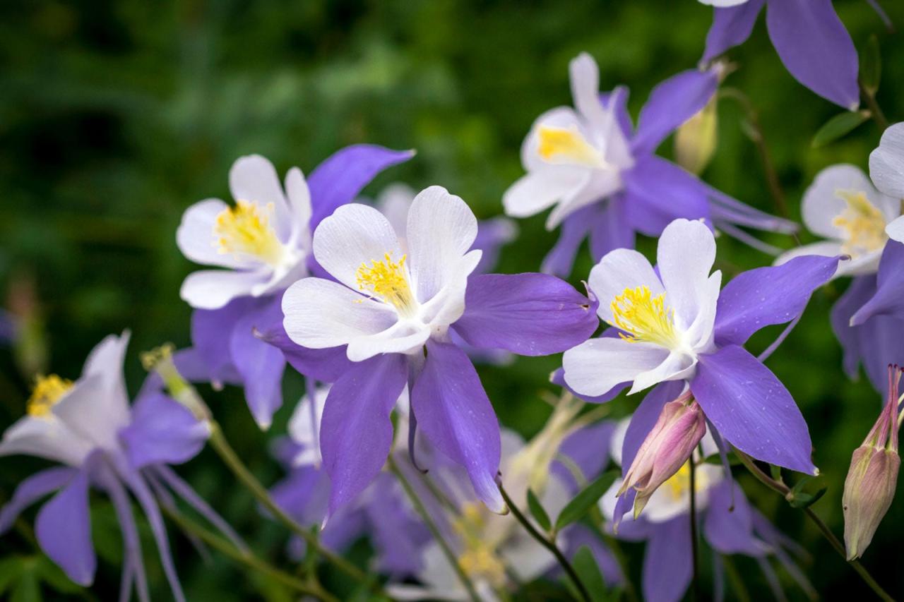 How to Maximize the Growth of Your Columbine Plants