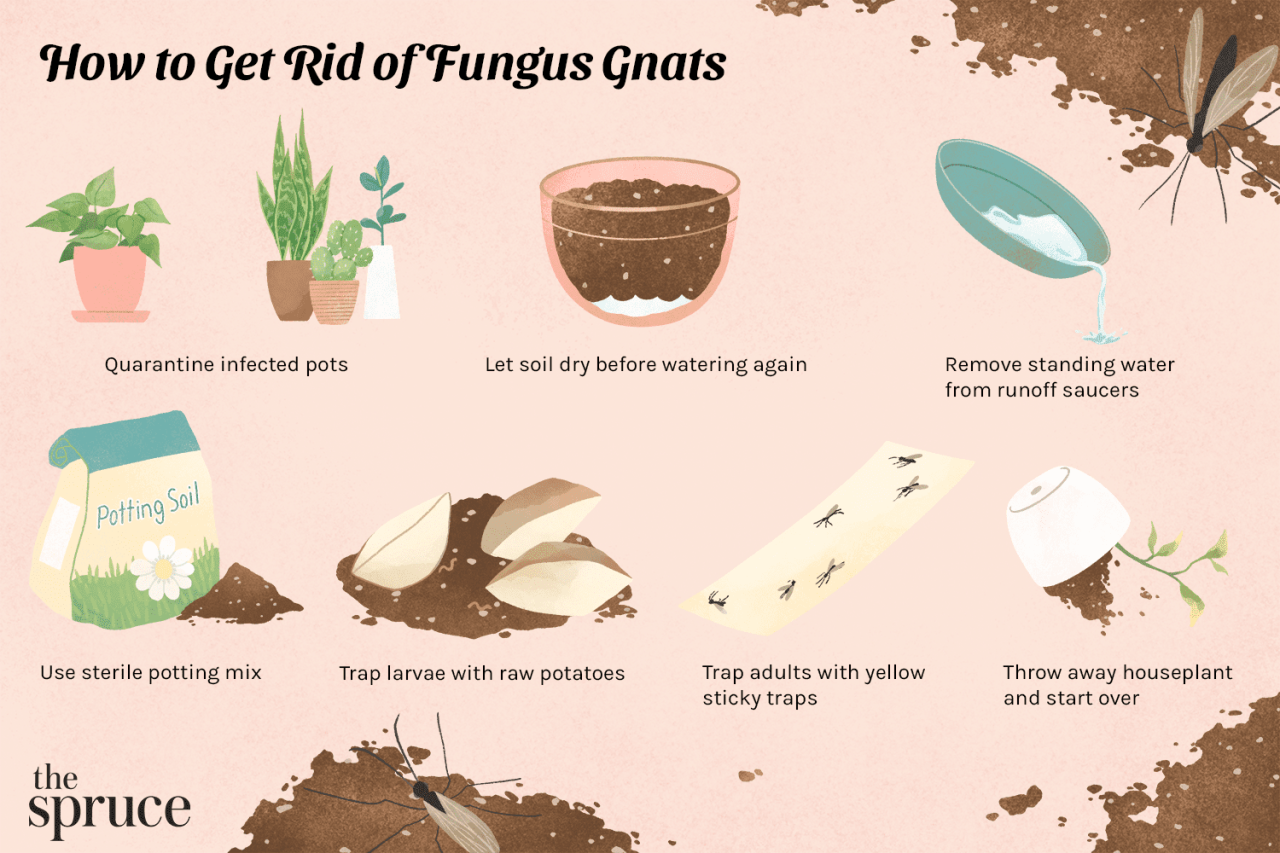 How to Sterilize Soil to Avoid Gnats in Indoor Plants