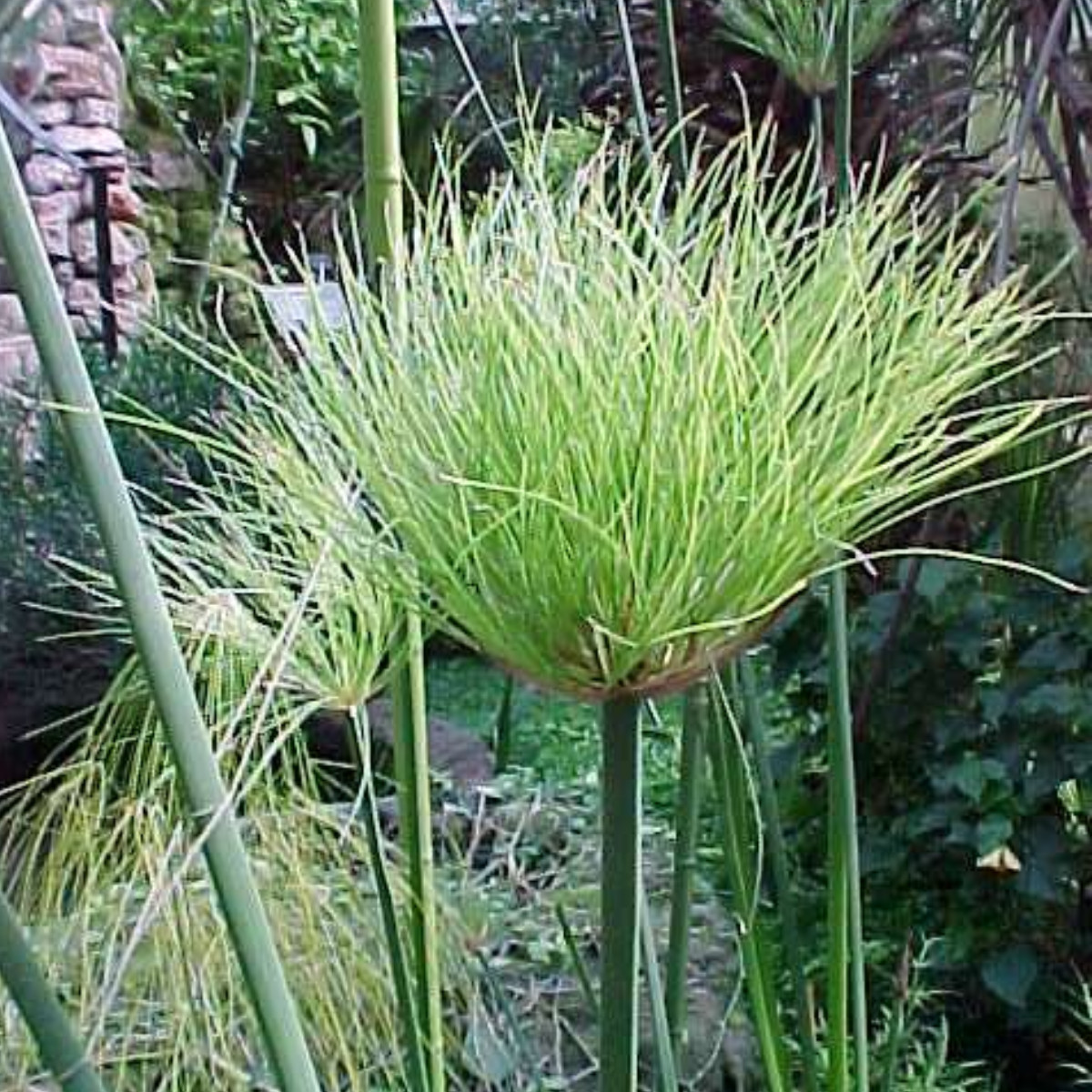 Cultivating Papyrus Plants: An Exotic Garden Guide