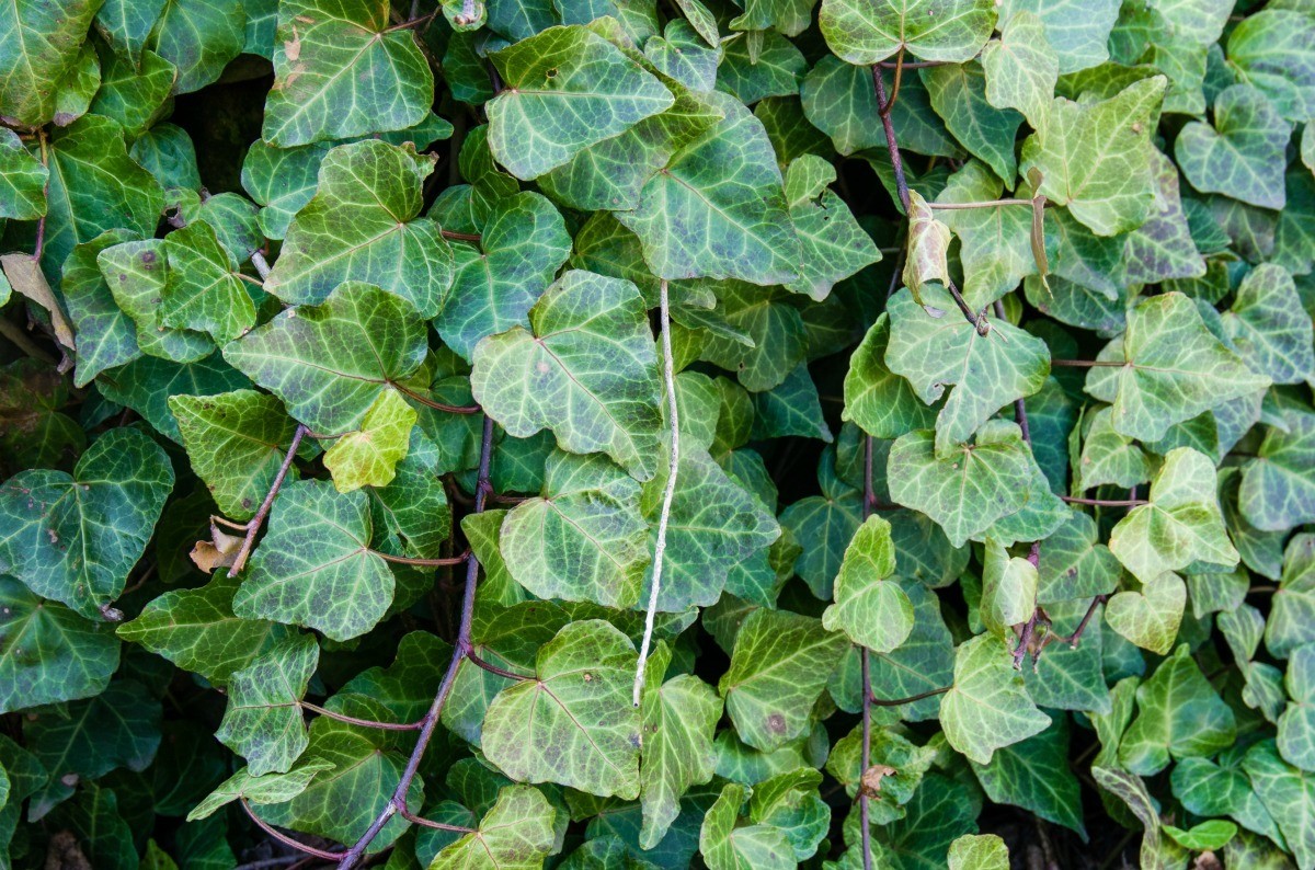 Unlock the Magic of Ivy Propagation – Grow a Lush, Green Paradise