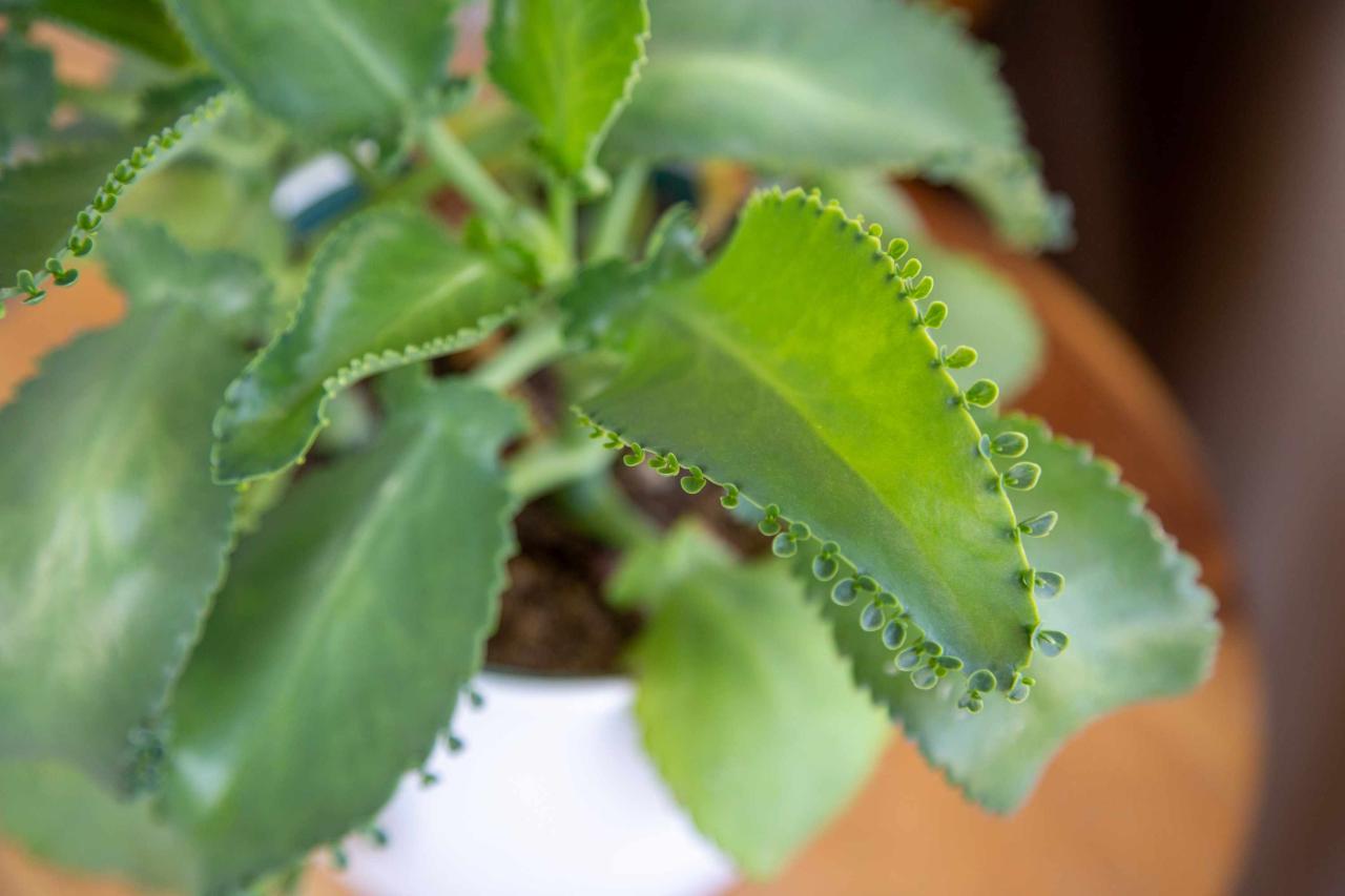 How to Expand Your Plant Collection with Mother of Thousands