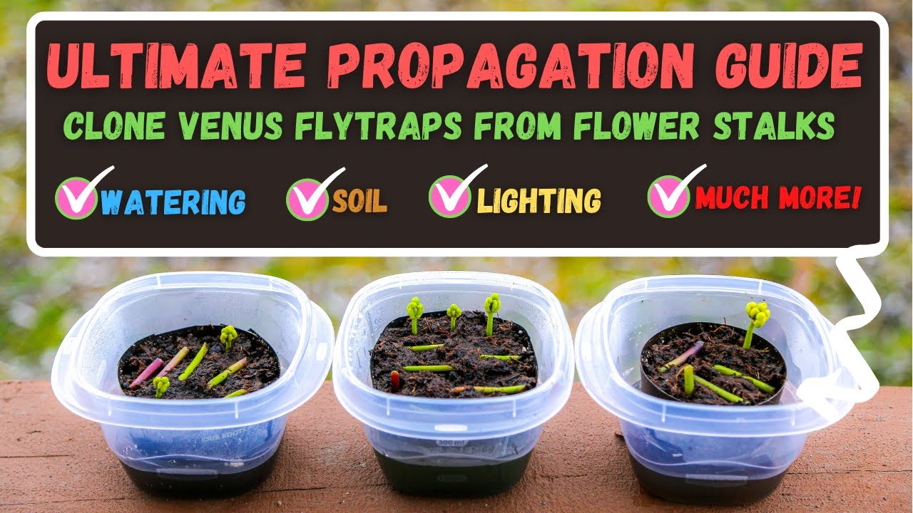 How to Propagate Venus Fly Traps With Zero Effort