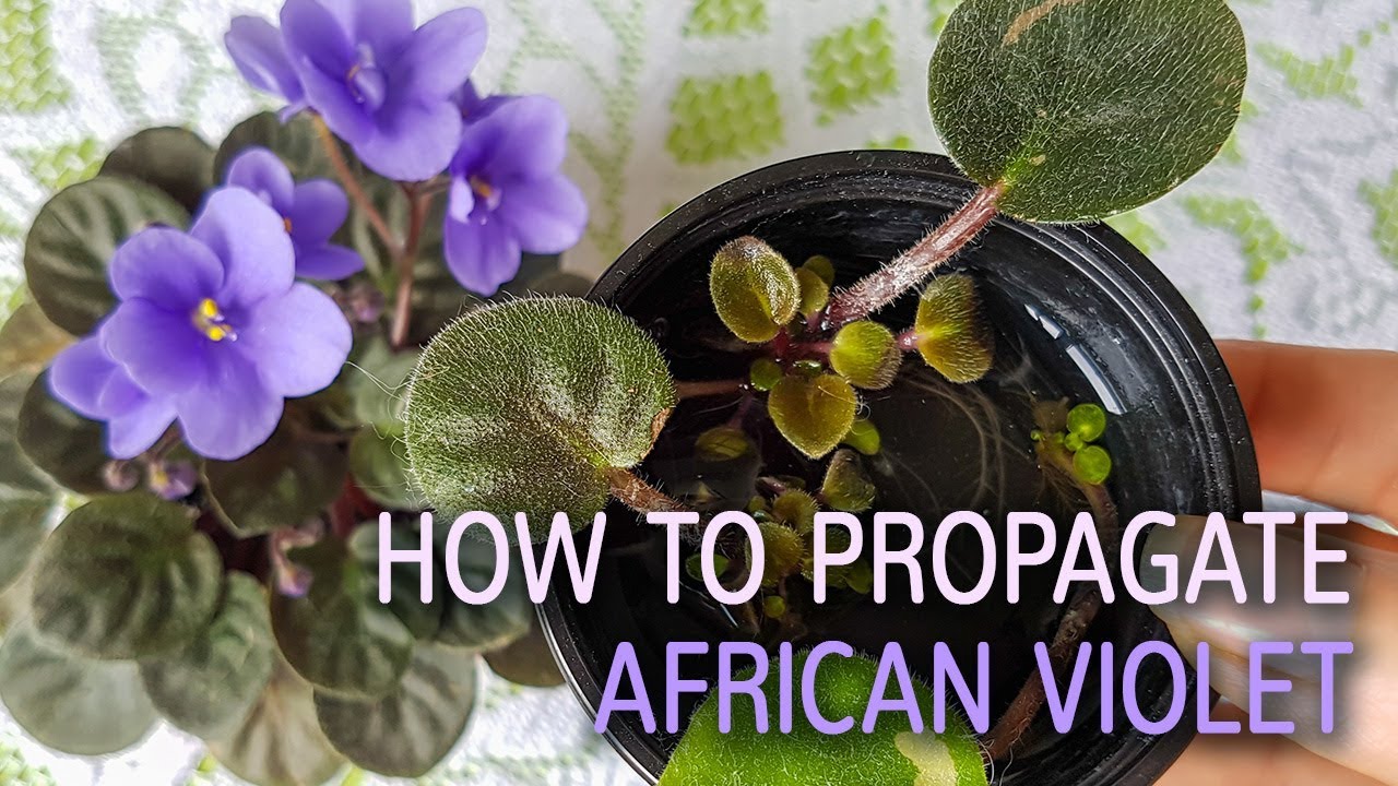 The Right Way to Propagate African Violets in Water