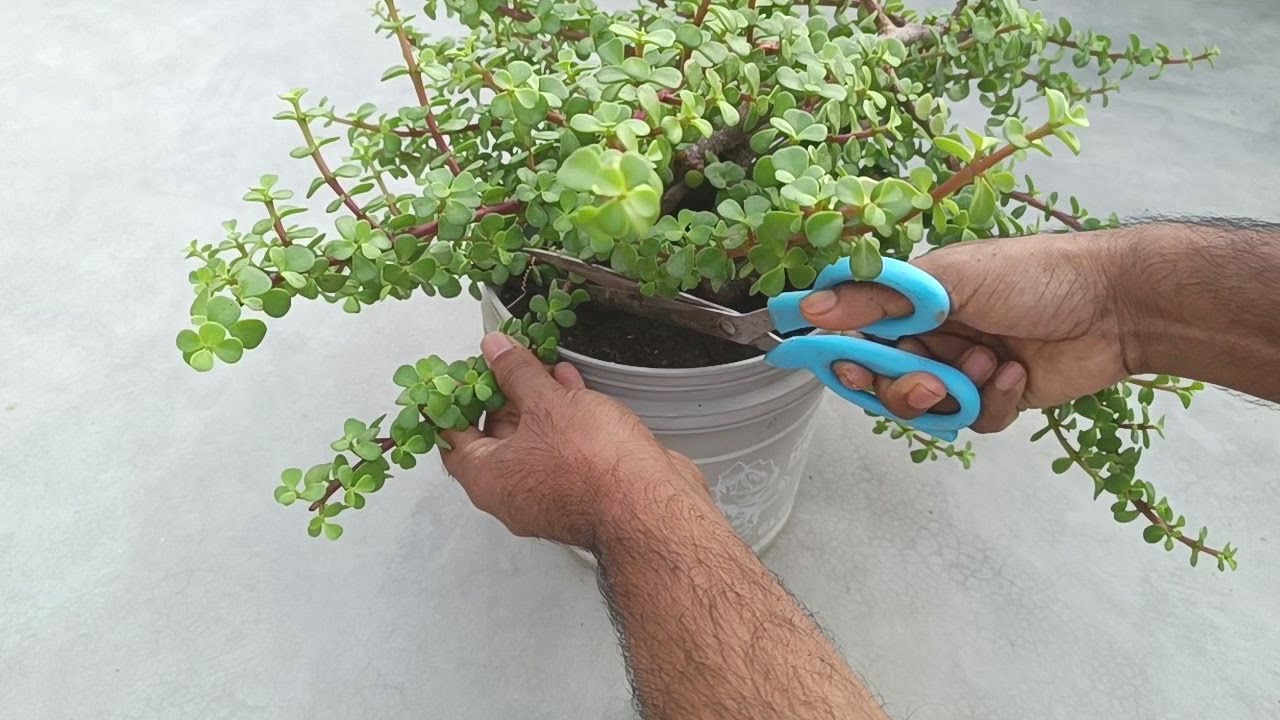 Master Jade Plant Propagation: Expert Techniques