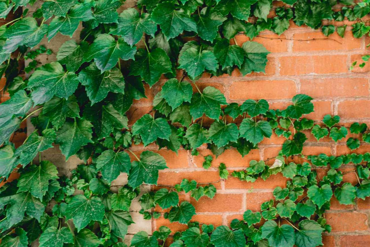 Unlock the Magic of Ivy Propagation – Grow a Lush, Green Paradise