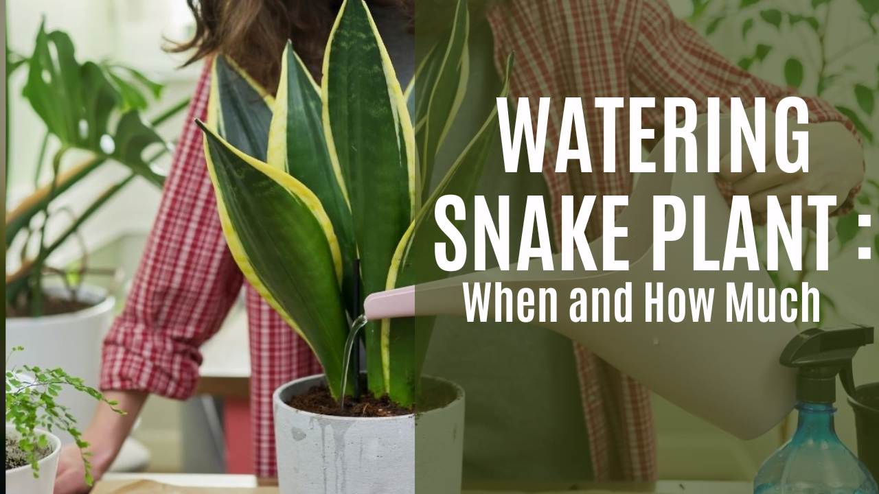 How to Find the Perfect Watering Schedule for Snake Plants